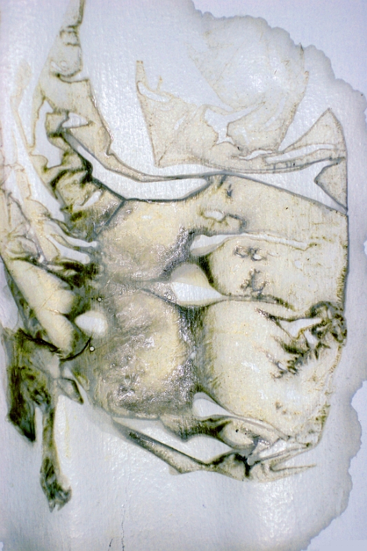 Stain under Dodie's freezer 3 